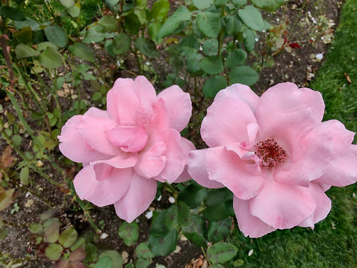 Park «Back Bay Fens», reviews and photos, 100 Park Dr, Boston, MA 02215, USA