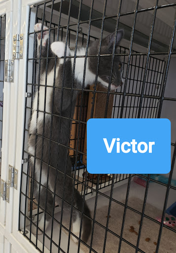 Pet Supply Store «Pet Supplies Plus», reviews and photos, 1258 Northlake Blvd, Lake Park, FL 33403, USA