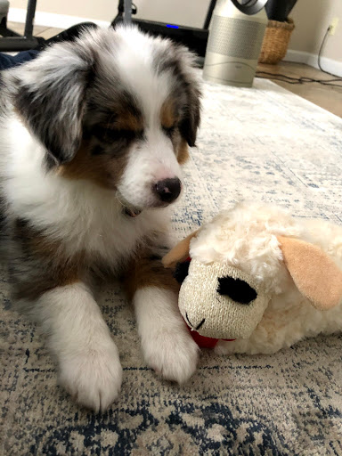 Pet Store «Pet City Pet Shops», reviews and photos, 750 Citadel Dr N # 2092, Colorado Springs, CO 80909, USA