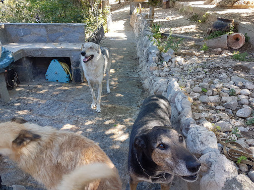 Guarderías caninas y cuidadores de mascotas en Olesa de Montserrat de 2024