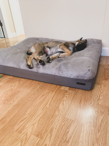 Pet Supply Store «Petco Animal Supplies», reviews and photos, 1791 Clarkson Rd, Chesterfield, MO 63017, USA