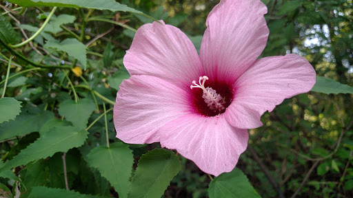 National Park «Congaree National Park», reviews and photos, 100 National Park Rd, Hopkins, SC 29061, USA