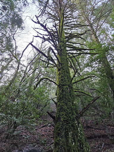 Uvas Canyon County Park image