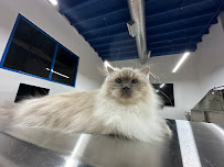 Catington Cat Grooming - Photo 3 - Car repair in Sherman Oaks, CA, Los Angeles