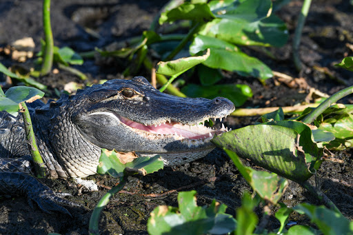 Recreation «Kissimmee Swamp Tours», reviews and photos, 4500 Joe Overstreet Rd, Kenansville, FL 34739, USA