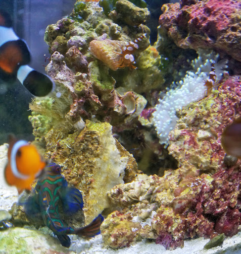 Aquarium Shop «Aquarium Depot», reviews and photos, 11762 SW 88th St, Miami, FL 33186, USA