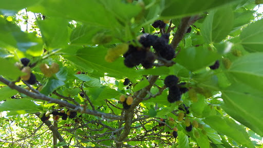 Park «Florence Nature Park», reviews and photos, 7200 Parkview Dr, Florence, KY 41042, USA