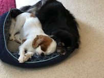 Loving Care Pet Sits - Photo 6 - Car repair in Raleigh, NC, Raleigh