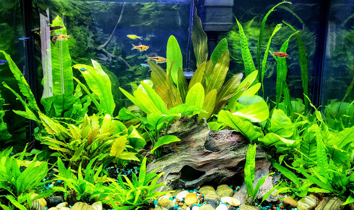 Pet Store «Anchor Bay Aquarium», reviews and photos, 36457 Alfred St, New Baltimore, MI 48047, USA