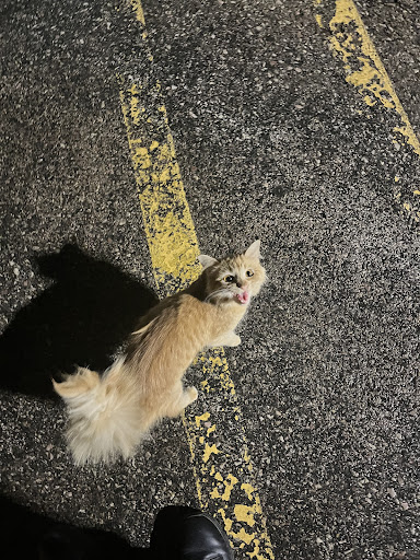 Animal Protection Organization «Humane Society-Black Hills», reviews and photos