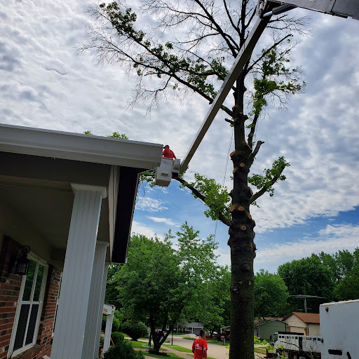 Tree service Saint Louis