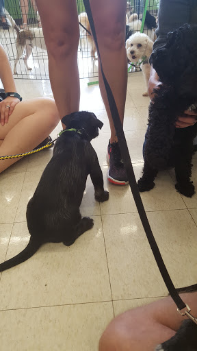 Pet Supply Store «Pet Supplies Plus», reviews and photos, 508 E Stroop Rd, Kettering, OH 45429, USA