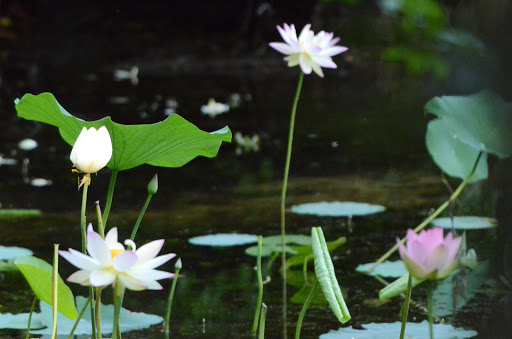 Water Park «Crystal Springs Family Waterpark», reviews and photos, 380 Dunhams Corner Rd, East Brunswick, NJ 08816, USA