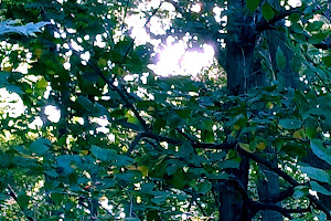 Cardinal Greenway Shaffer Trailhead