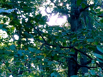 Cardinal Greenway Shaffer Trailhead