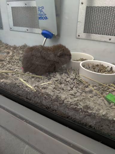 Pet Supply Store «Petco Animal Supplies», reviews and photos, 12014 SW 88th St, Miami, FL 33186, USA