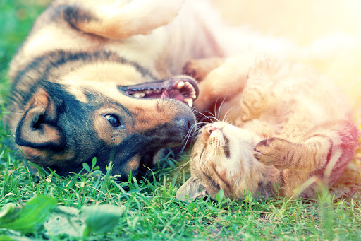 Animal Dental Care & Oral Surgery image