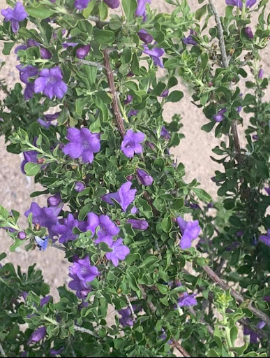 Park «Friendship Park», reviews and photos, 12325 W McDowell Rd, Avondale, AZ 85323, USA