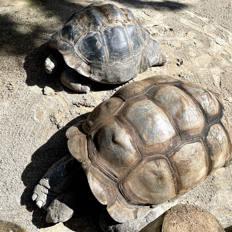 Giant Tortoise