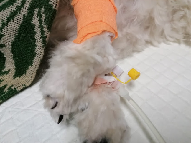 księdza Piotra Ściegiennego 6, 38-400 Krosno