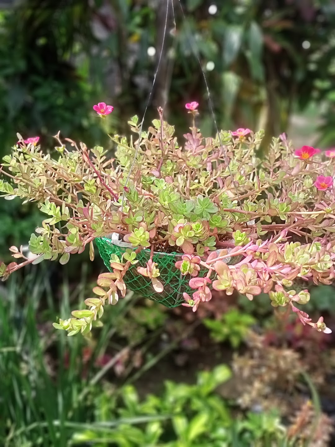 Alices Garden at Lipahan, Silang, Cavite