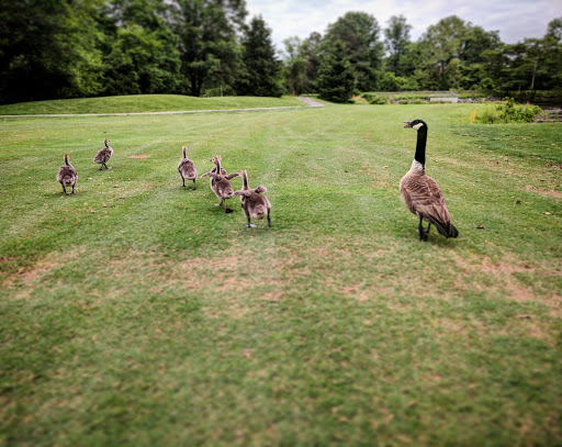 Public Golf Course «Pinecrest Golf Course», reviews and photos, 6600 Little River Turnpike, Alexandria, VA 22312, USA