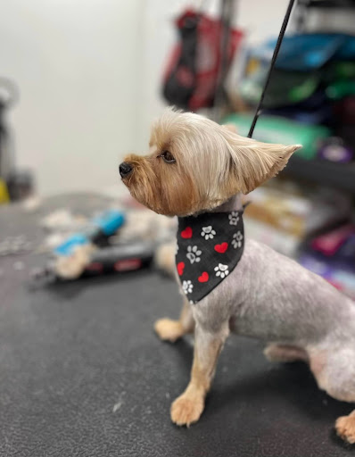 Pet Supply Store «Woof Gang Bakery & Grooming Abacoa», reviews and photos, 5440 Military Trail #7, Jupiter, FL 33458, USA