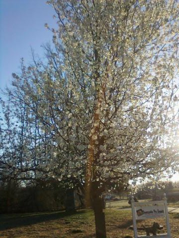 Pet Supply Store «Countryside Pet Supply», reviews and photos, 2813 US-160, West Plains, MO 65775, USA