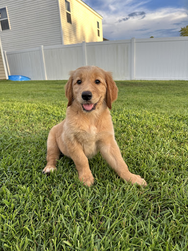 Savannah Golden Retrievers