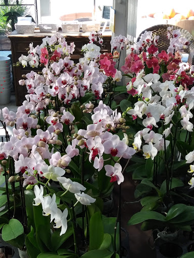 Garden Center «Repetto Florist and Nursery», reviews and photos, 12331 San Mateo Rd, Half Moon Bay, CA 94019, USA