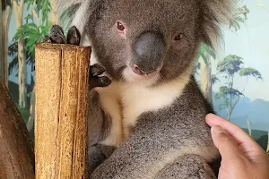 Maru Koala and Animal Park image