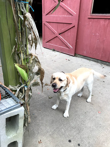 Farm «B & B Flower Farm», reviews and photos, 668 Jones Hill Rd, West Haven, CT 06516, USA