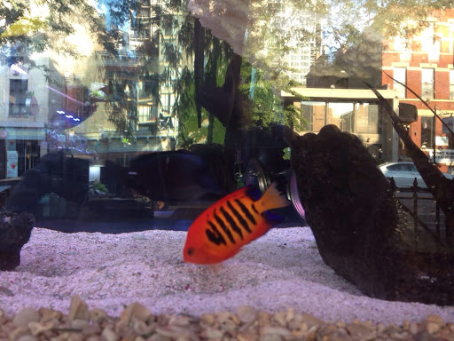 Tropical Fish Store «Old Town Aquarium», reviews and photos, 1538 N Wells St, Chicago, IL 60610, USA