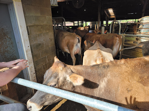 Lady-Lane Farm