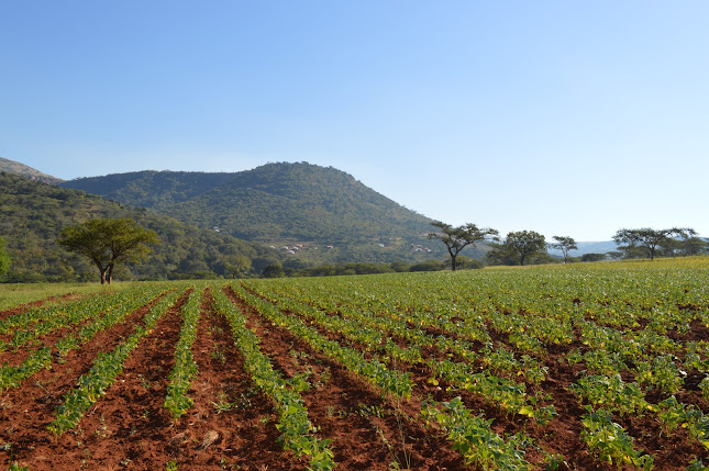Ingonyama Trust Board - Pietermaritzburg