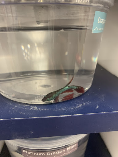 Pet Supply Store «Petco Animal Supplies», reviews and photos, 1815 Newport Blvd b, Costa Mesa, CA 92627, USA