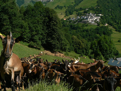 FERME DE LANSET à Aydius