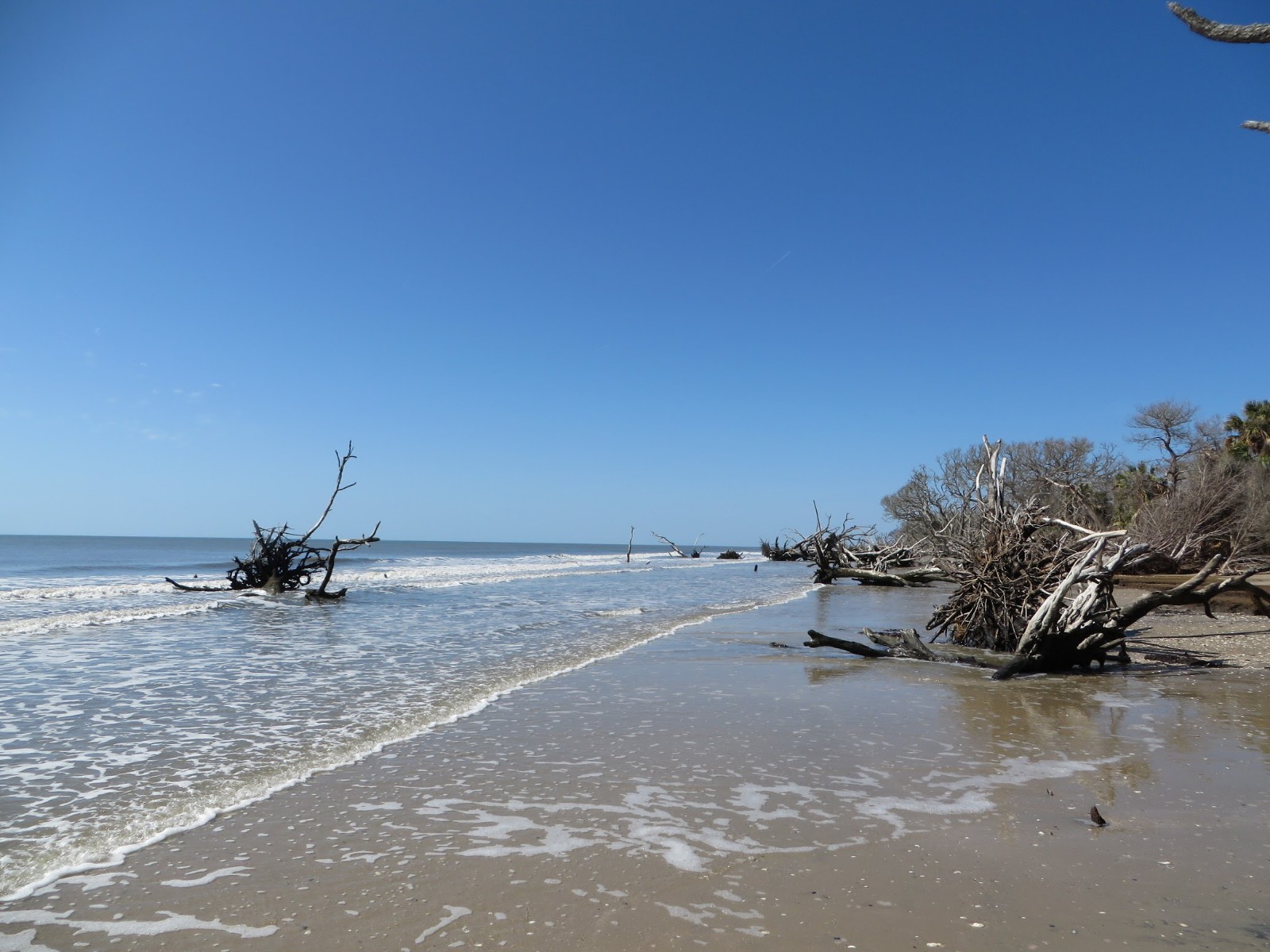 Fotografija Driftwood beach z siv pesek površino