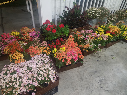 Produce Market «Dunedin Fresh Market», reviews and photos, 390 Patricia Ave, Dunedin, FL 34698, USA