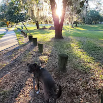 Home Pawtrol - Photo 8 - Car repair in , Tampa