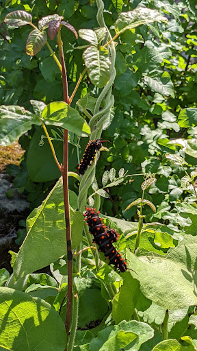 Nature Preserve «UC Davis - Stebbins Cold Canyon Natural Reserve», reviews and photos, CA-128, Winters, CA 95694, USA