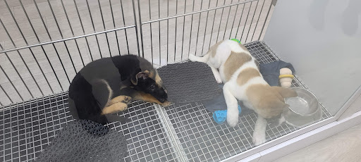 Pet Store «Petland Topeka», reviews and photos, 1801 SW Wanamaker Rd, Topeka, KS 66614, USA