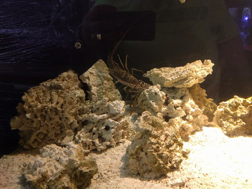 Aquarium «Old Orchard Aquarium», reviews and photos, 9235 Skokie Blvd, Skokie, IL 60077, USA