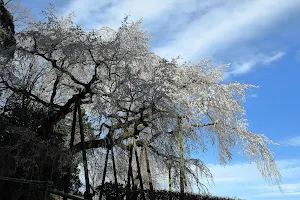 Okuyamada weeping cherry tree image