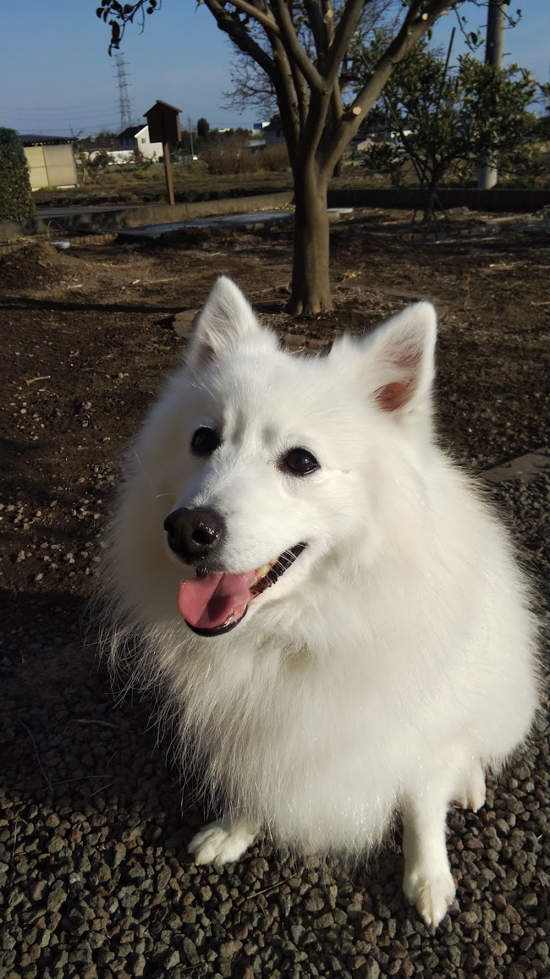 うつのみや動物病院