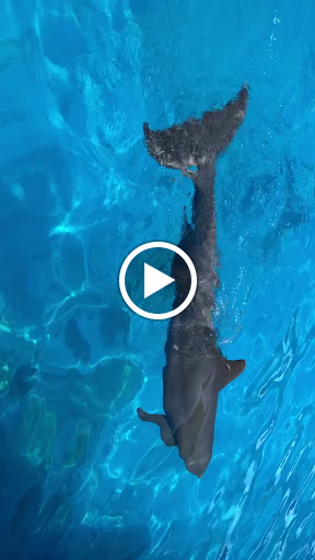 Aquarium «Miami Seaquarium», reviews and photos, 4400 Rickenbacker Causeway, Key Biscayne, FL 33149, USA