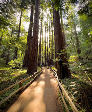 Muir Woods National Monument by Google