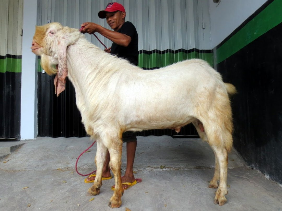 Peternakan Kambing berkah Mandiri