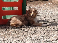 The Pet Brigade - Photo 7 - Car repair in Joint Base Lewis-McChord, WA, Tacoma