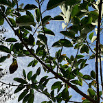 Photo n°2 de l'avis de Achim.c fait le 13/02/2024 à 12:17 sur le  Yabalulu à Vila Nova de Milfontes